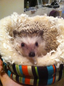 hedgehog